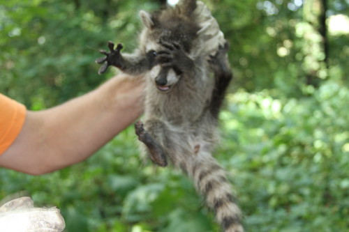 baby raccoon held by suburban wildlife control